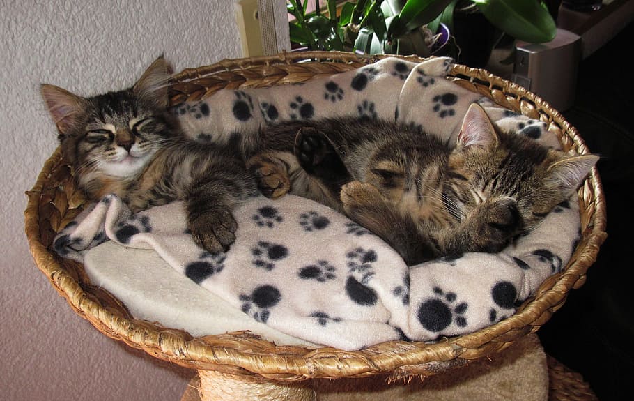 Sleeping, Kittens, Snuggle, Cute, 2 kittens, animal themes HD wallpaper