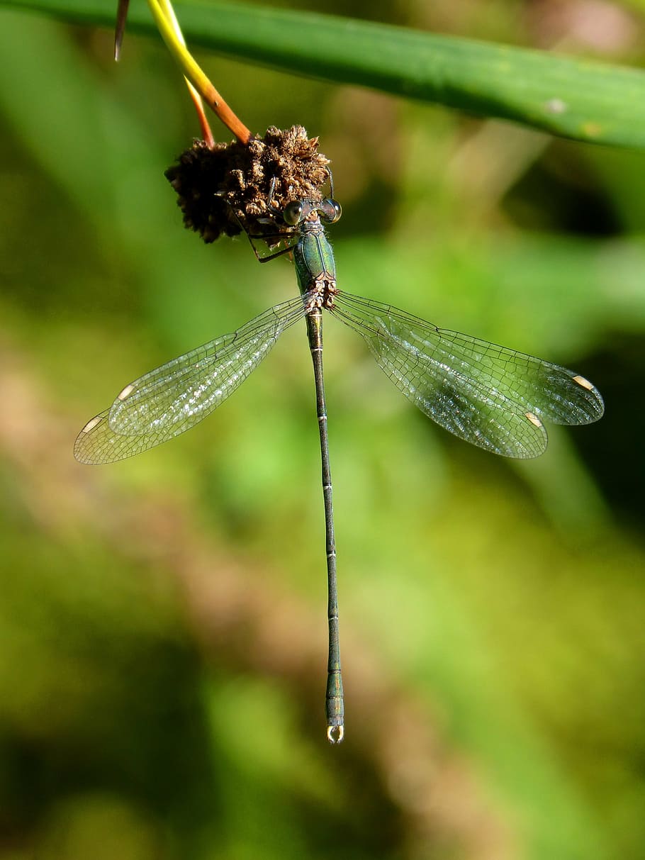 dragonfly, green dragonfly, junco, pond, calopteryx xanthostoma HD wallpaper