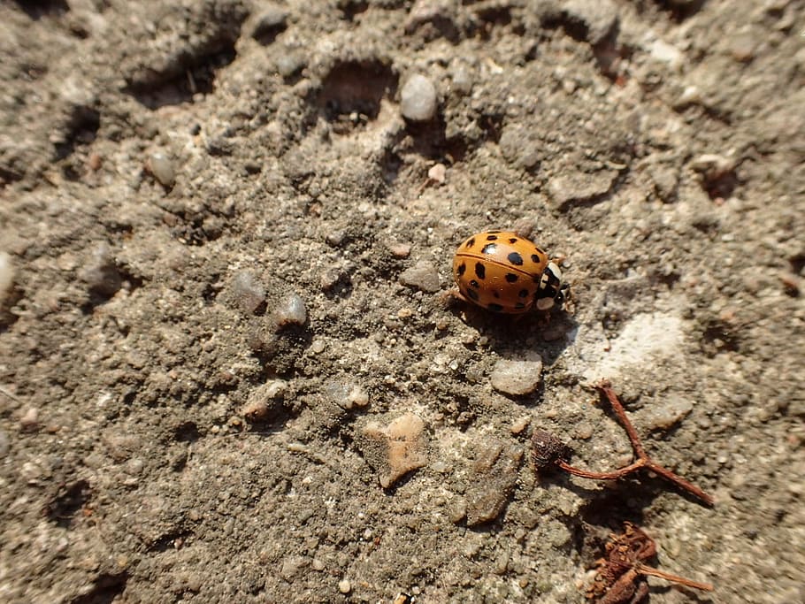 HD wallpaper: ladybug, beetle, yellow, insect, animal themes, animal ...