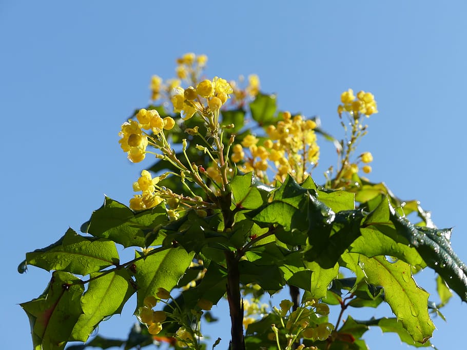 holly, bloom, blossom, yellow, spring, sky, plant, plant part HD wallpaper