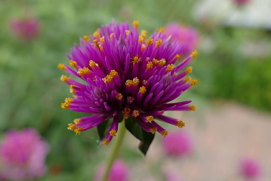 flower, plant, purple, orange, nature, bloom, garden, flora HD wallpaper