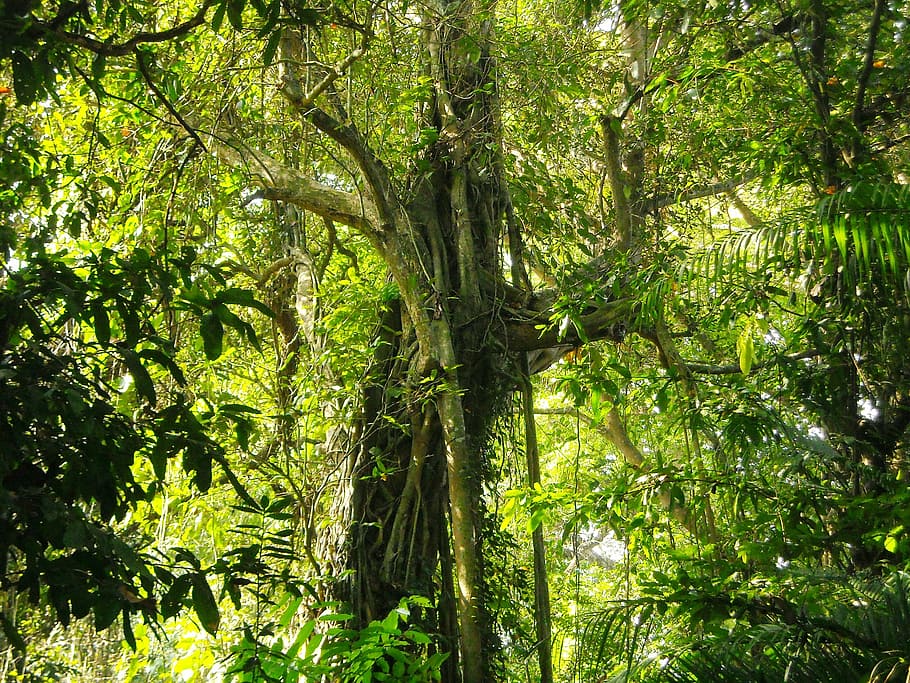 large tree, lush, shady, leaf, green, forest, plant, growth HD wallpaper
