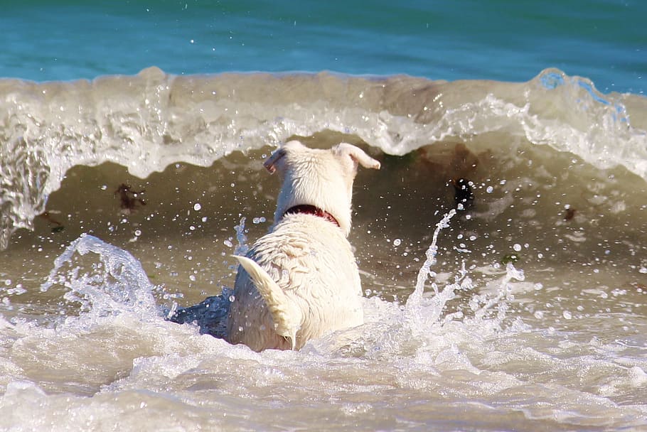 Dog, Sea, Beach, Wave, Surf, one animal, water, splashing, domestic animals HD wallpaper