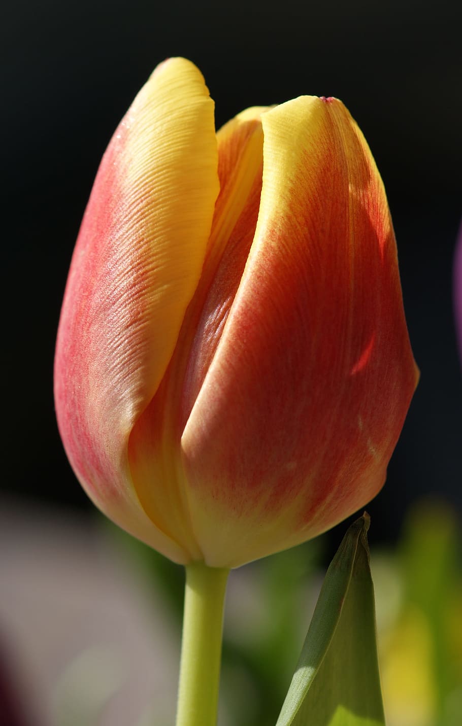 Tulip, Flower, Spring, Close, red, blossom, bloom, yellow, colorful HD wallpaper