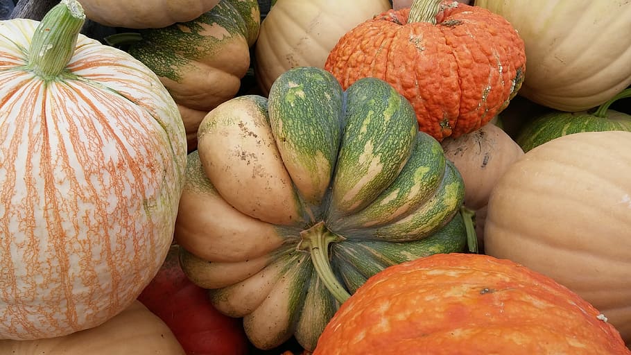 orange and green squash, pumpkin, big, fall, autumn, harvest HD wallpaper