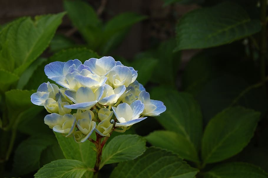 hydrangea, nature, flowers, spring, colors, colorful flowers HD wallpaper