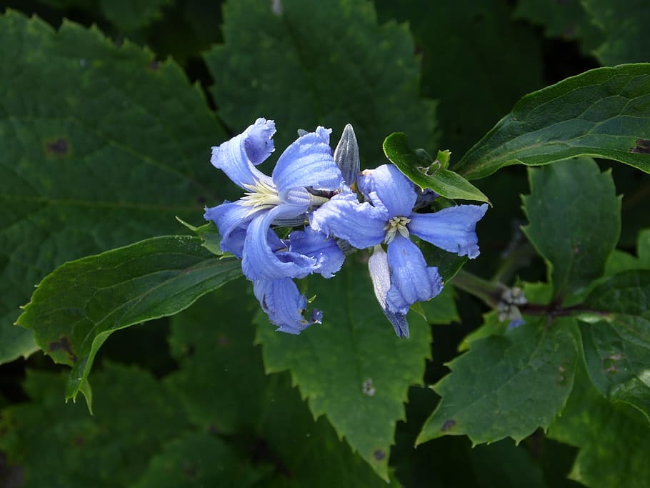 Clematis, Shrub, Plant, Petals, blue, nature, summer, flower HD wallpaper