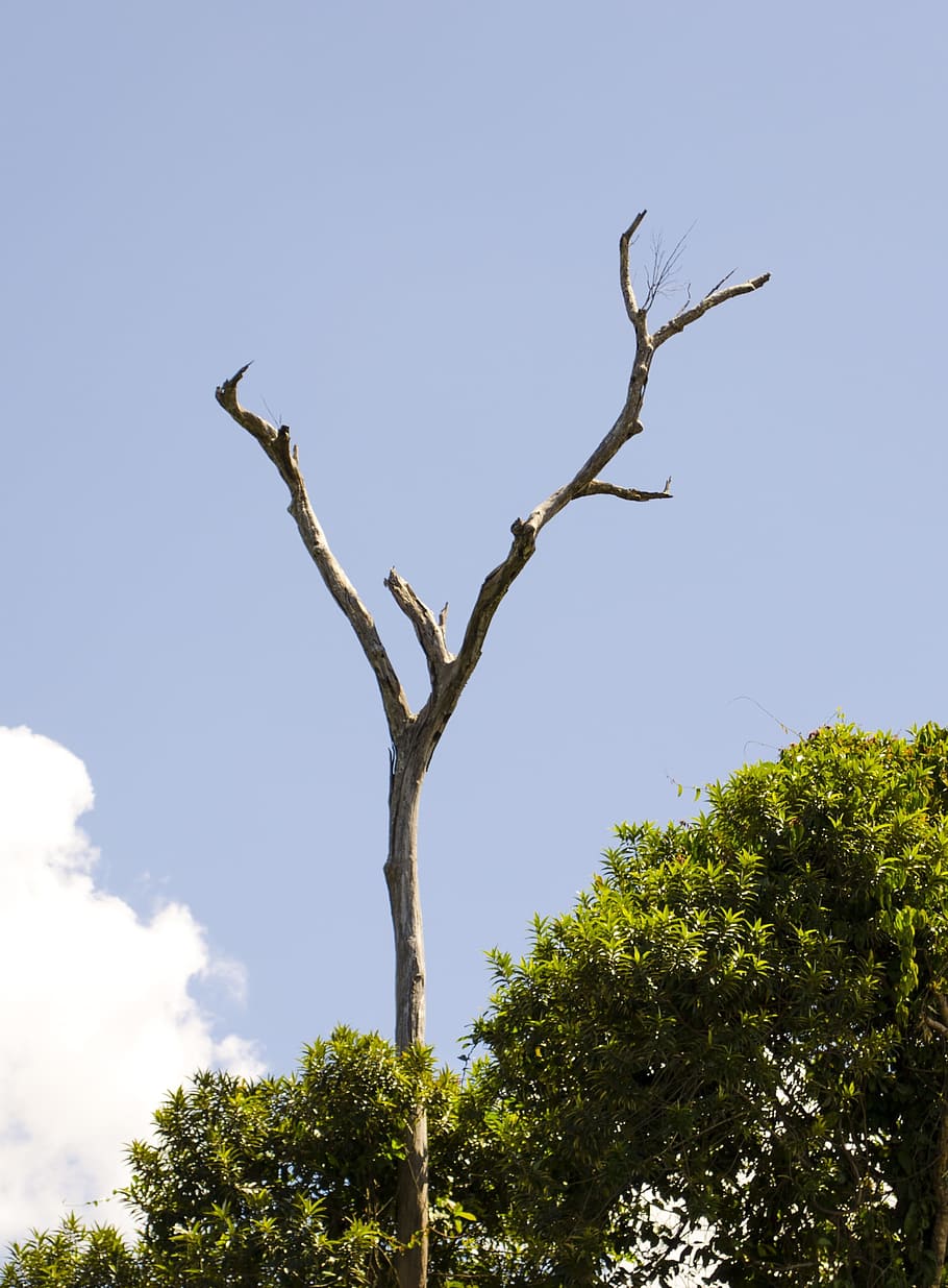 tree, árvore, rain forest, woods, leafless tree, tropical HD wallpaper