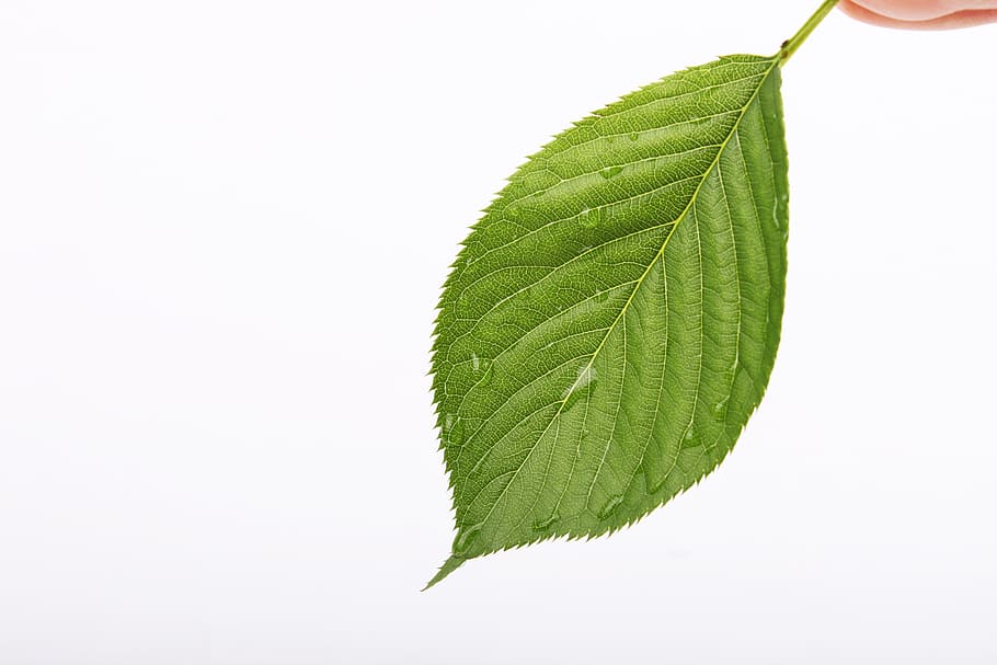 person holding green leaf with water droplets, the leaves, nature HD wallpaper