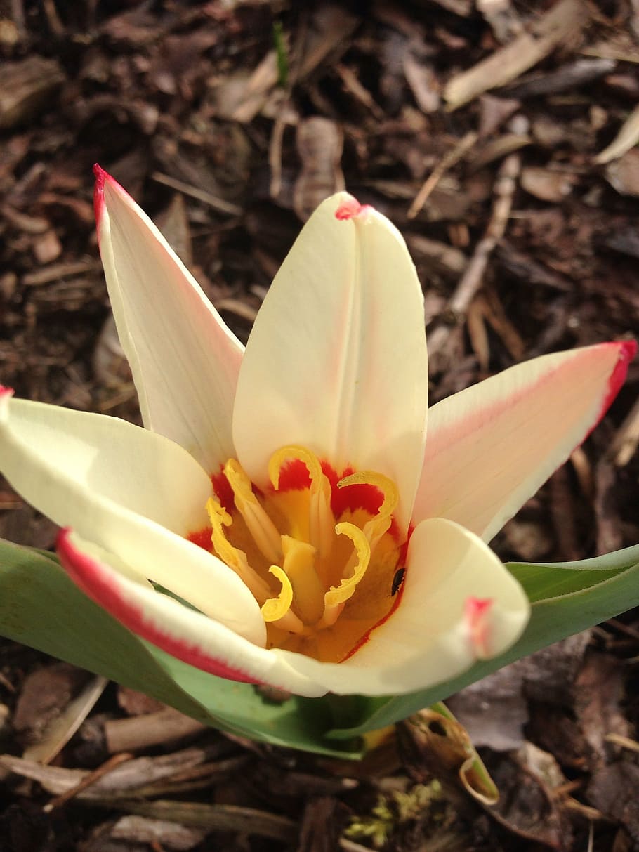 tulip, early bloomer, spring, blossom, flower, flowering plant HD wallpaper