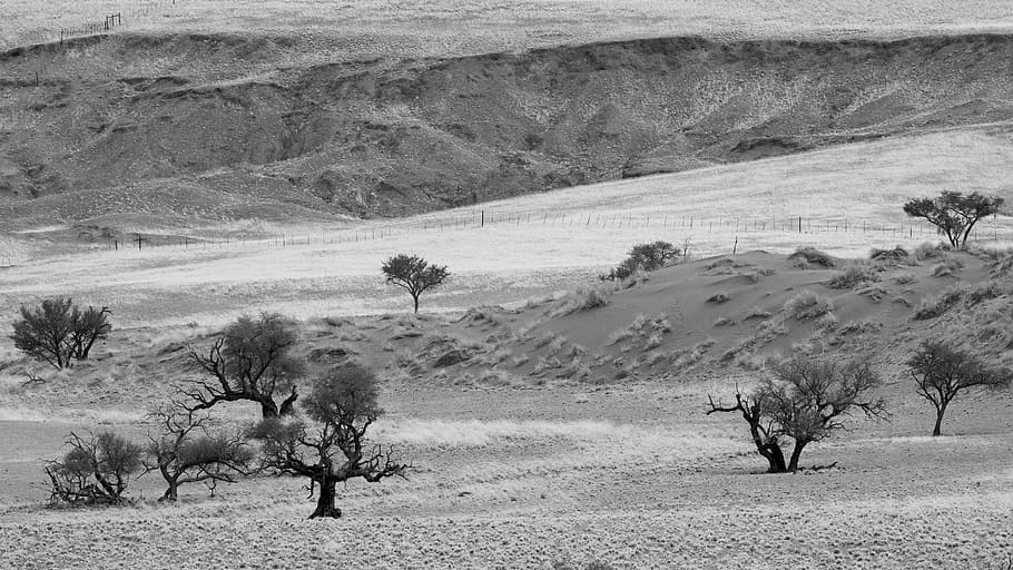 The living desert. Живая пустыня. Фото пустыни с кактусами ночью. Растения всей земли.