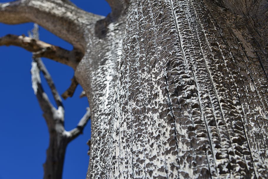 Tree, Bark, Nature, Fire, Flash, Brand, structure, wood, black HD wallpaper