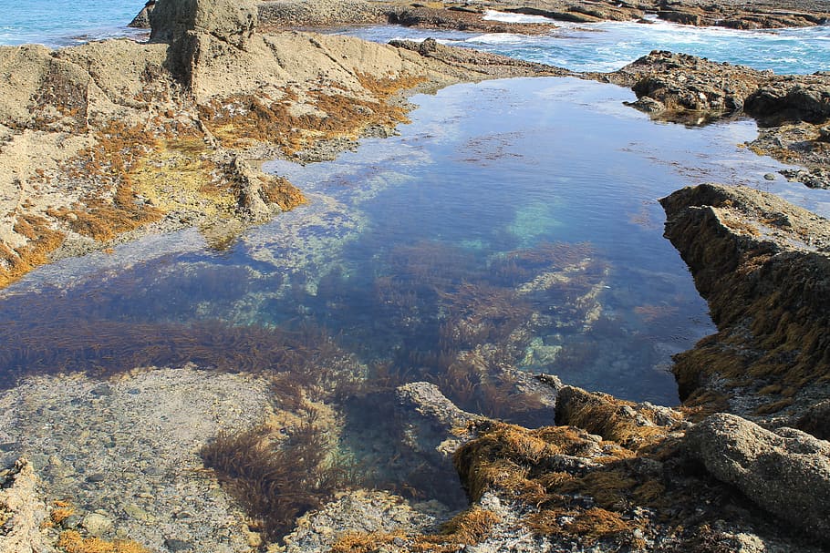 tide pool, ocean, water, pacific, coastal, shore, bay, rock HD wallpaper