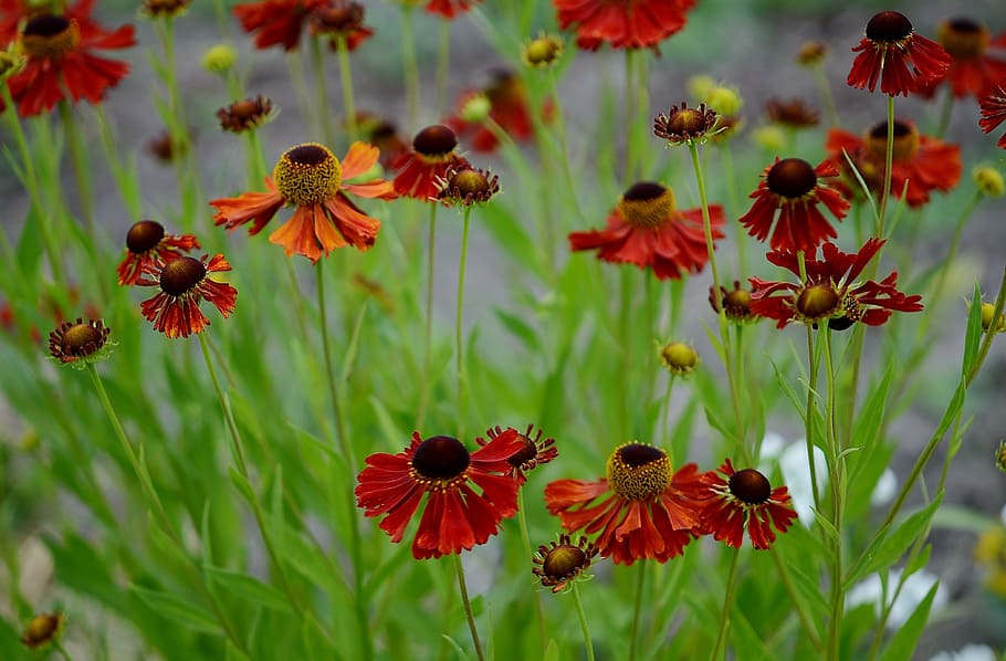 tilt-shift lense photo of red flowers, nature, macro, blue HD wallpaper