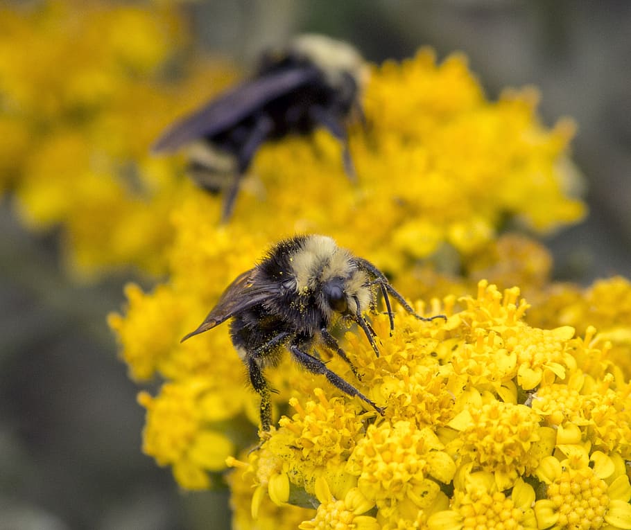 bees, close up, nature, macro, insect, flower, pollen, yellow HD wallpaper