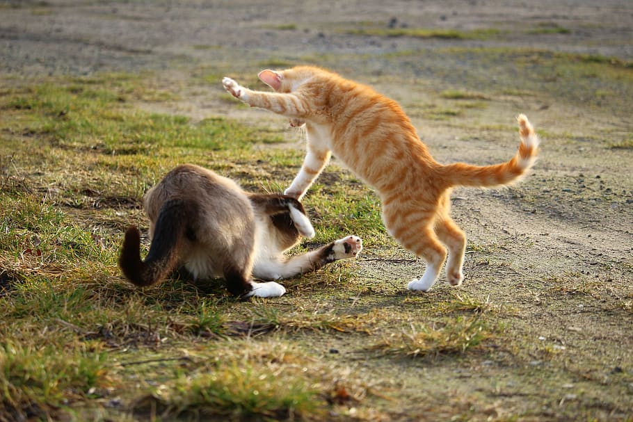 orange tabby cat and gray and white cat playing on green grass taken during daytime HD wallpaper