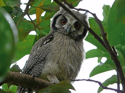 white and gray owl on green tree, scops, bird, wildlife, nature HD wallpaper