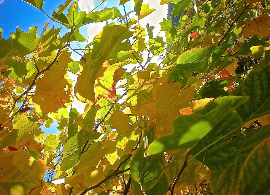 leaf, yellow, green, autumn, tree, nature, outdoors, season HD wallpaper