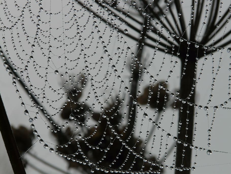 cobweb, morgentau, dew, dewdrop, drip, network, wet, fragility HD wallpaper