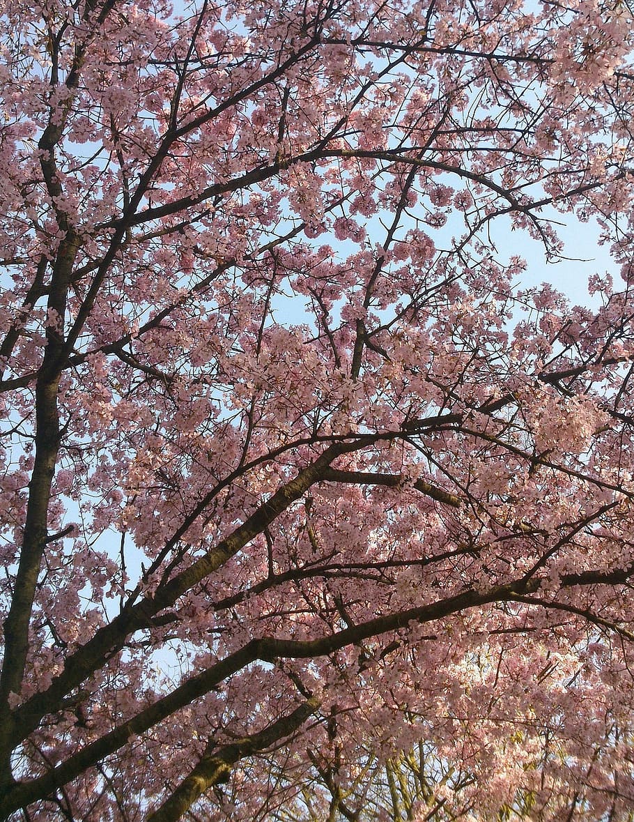 wild cherry, tree, pink, herrlich, low angle view, plant, branch HD wallpaper
