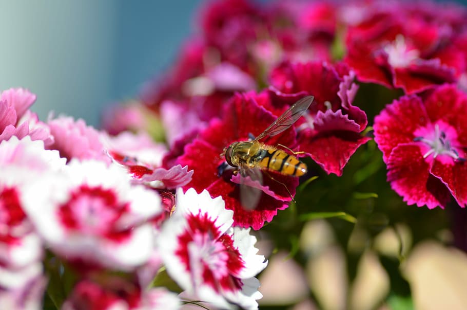 Flower, Wasp, Blossom, Bloom, red, nature, plant, petal, growth HD wallpaper