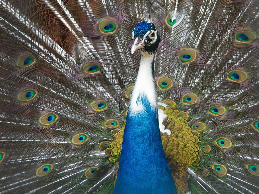 peacock, bird, pen, dance, tail, bright, animal, animal themes HD wallpaper