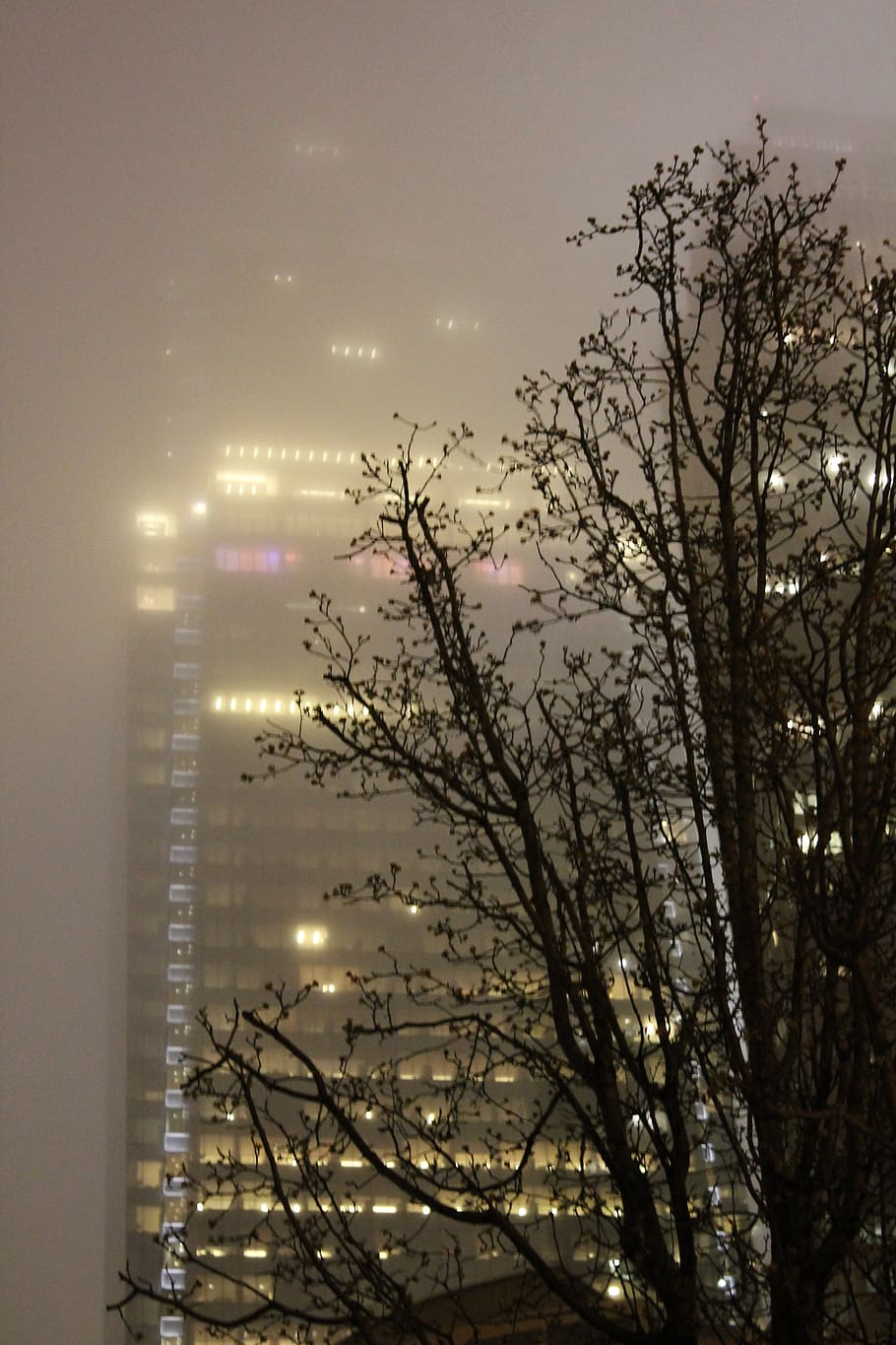 fog, night, architecture, building, windows, tree, silhouette HD wallpaper