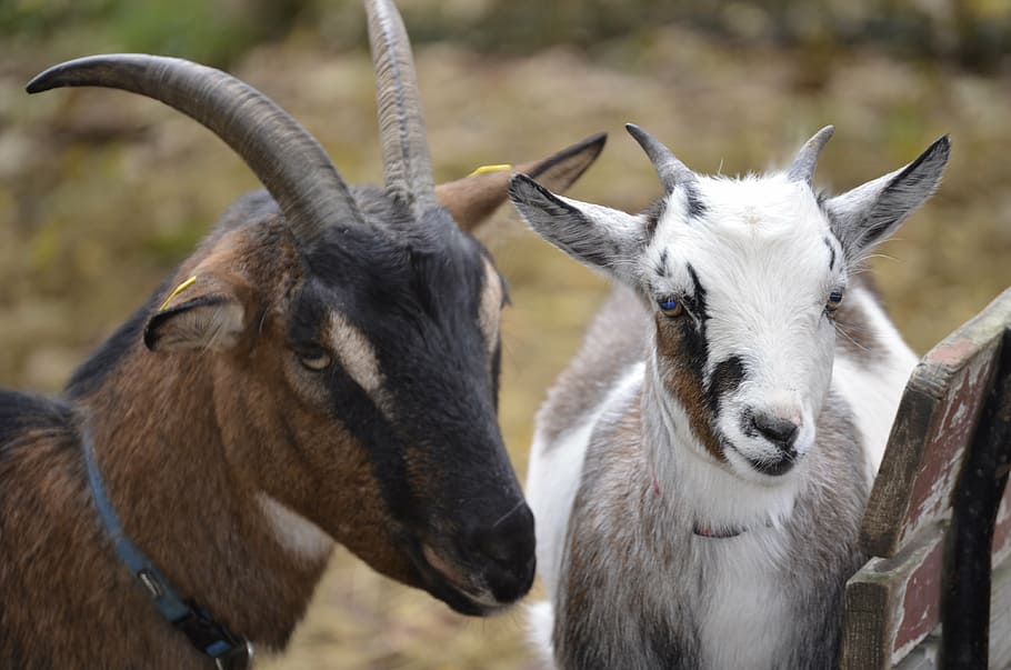goat, white, bock, hell, billy goat, nature, horns, domestic goat HD wallpaper