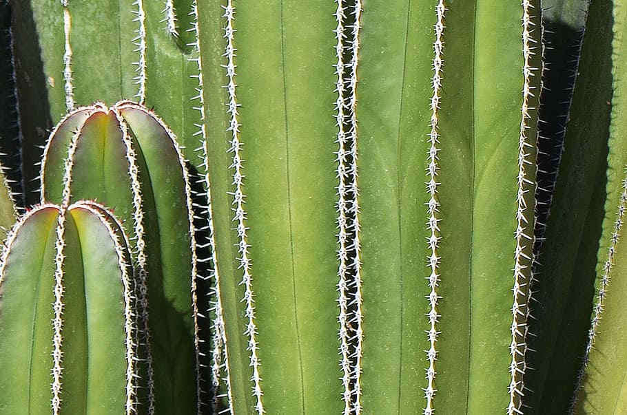 green cactus, Mexican, Background, Thorns, cacti, nature, succulent Plant HD wallpaper