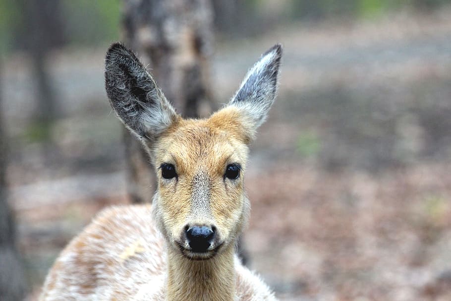 Spotted Deer, Doe, Cervus Nippon, Head, animal, nature, wild animal HD wallpaper