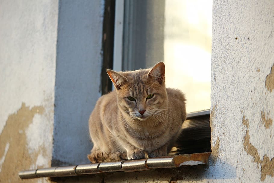 cat, mackerel, window, autumn, weathered, lime plaster, window sill HD wallpaper
