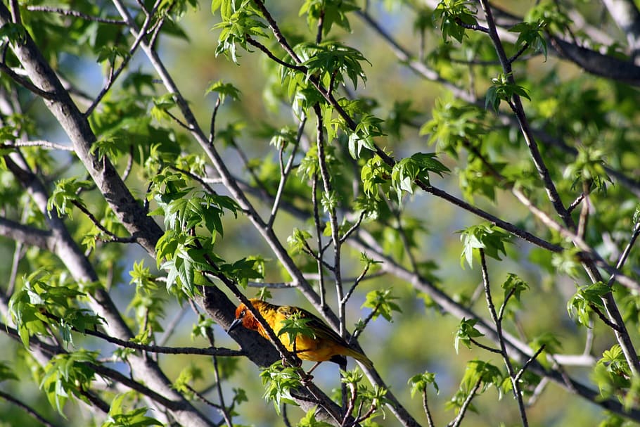Bird, Yellow, Nature, Wild, Green, red, summer, tree, natural HD wallpaper