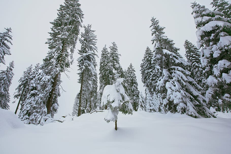 winter, snowy, trees, wintry, cold, fir trees, conifers, firs HD wallpaper