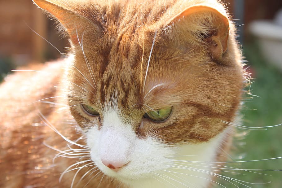 cat, ginger cat, cat face, cat close-up, whiskas, one animal HD wallpaper