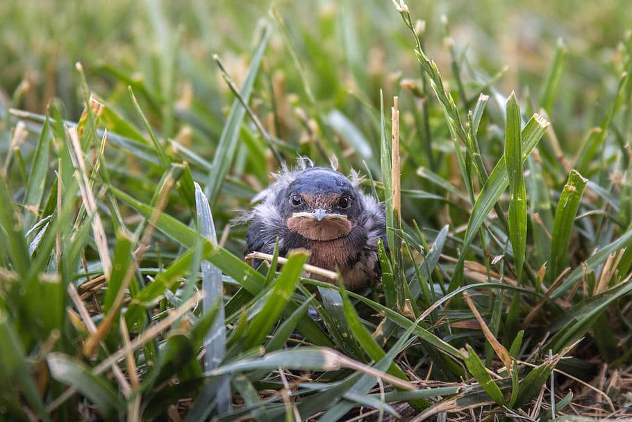Bird, Grass, baby, one animal, animal themes, animals in the wild HD wallpaper