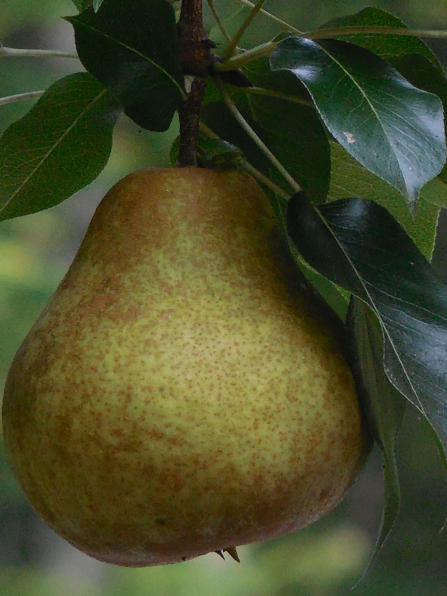 pear, fruit, fresh, food, healthy, sweet, green, ripe, nature HD wallpaper