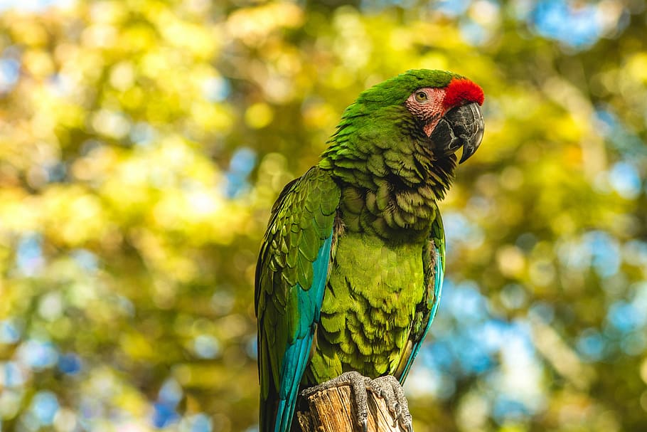 closeup photo of green bird, shallow focus photography of green parrot on tree branch HD wallpaper