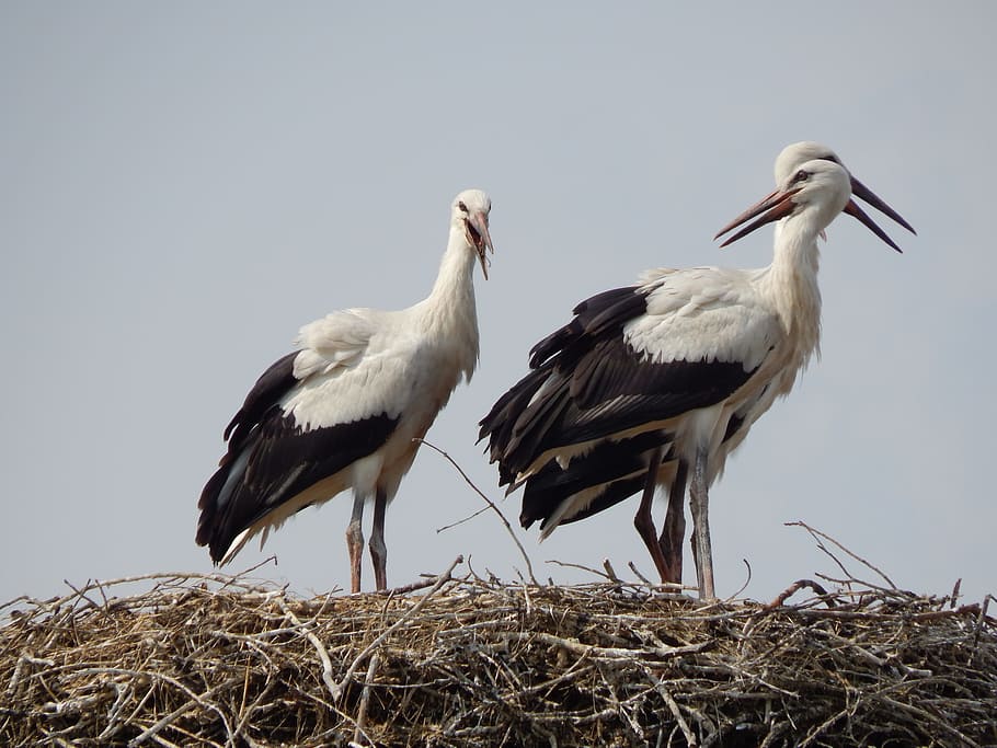 Storks, Birds, Socket, young, animal wildlife, animals in the wild HD wallpaper