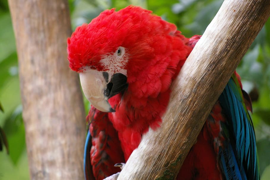 Zoo, Animals, Tree, Water, Park, animal park, nature, herd HD wallpaper
