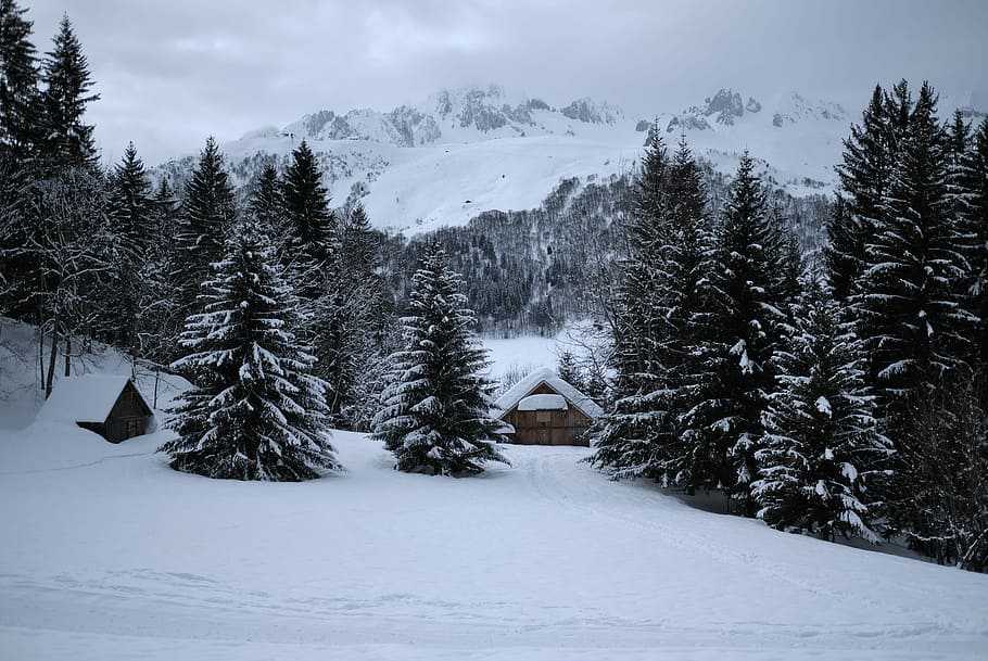 house between trees near mountain, pine trees covered with snow during day time HD wallpaper