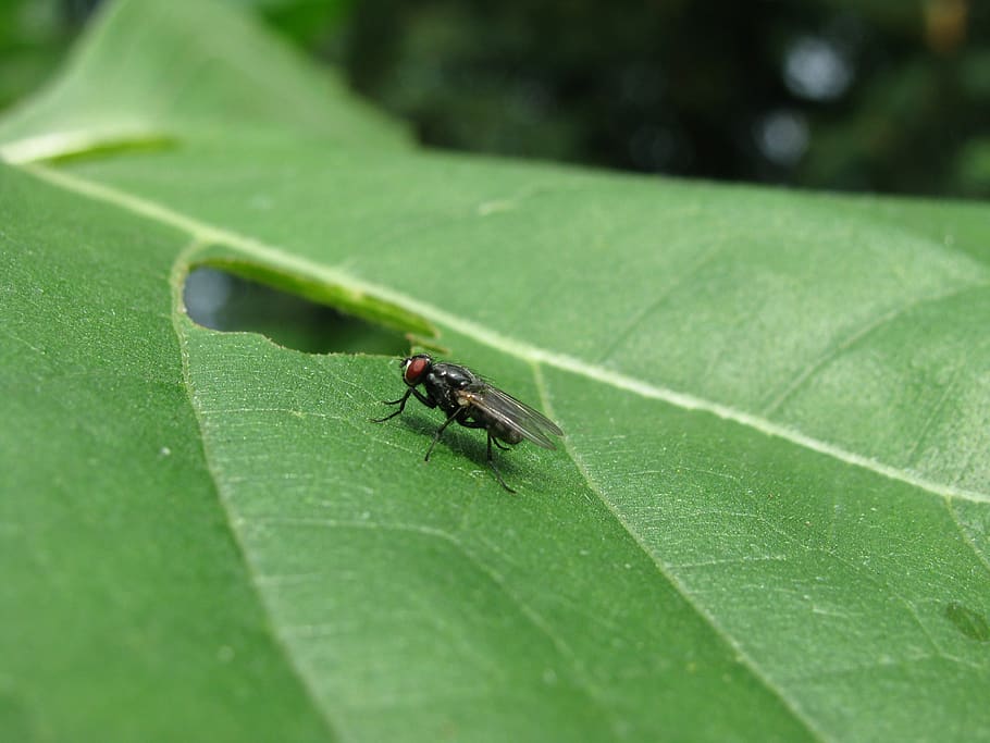 fly, leaf, insect, green, invertebrate, animal themes, green color HD wallpaper