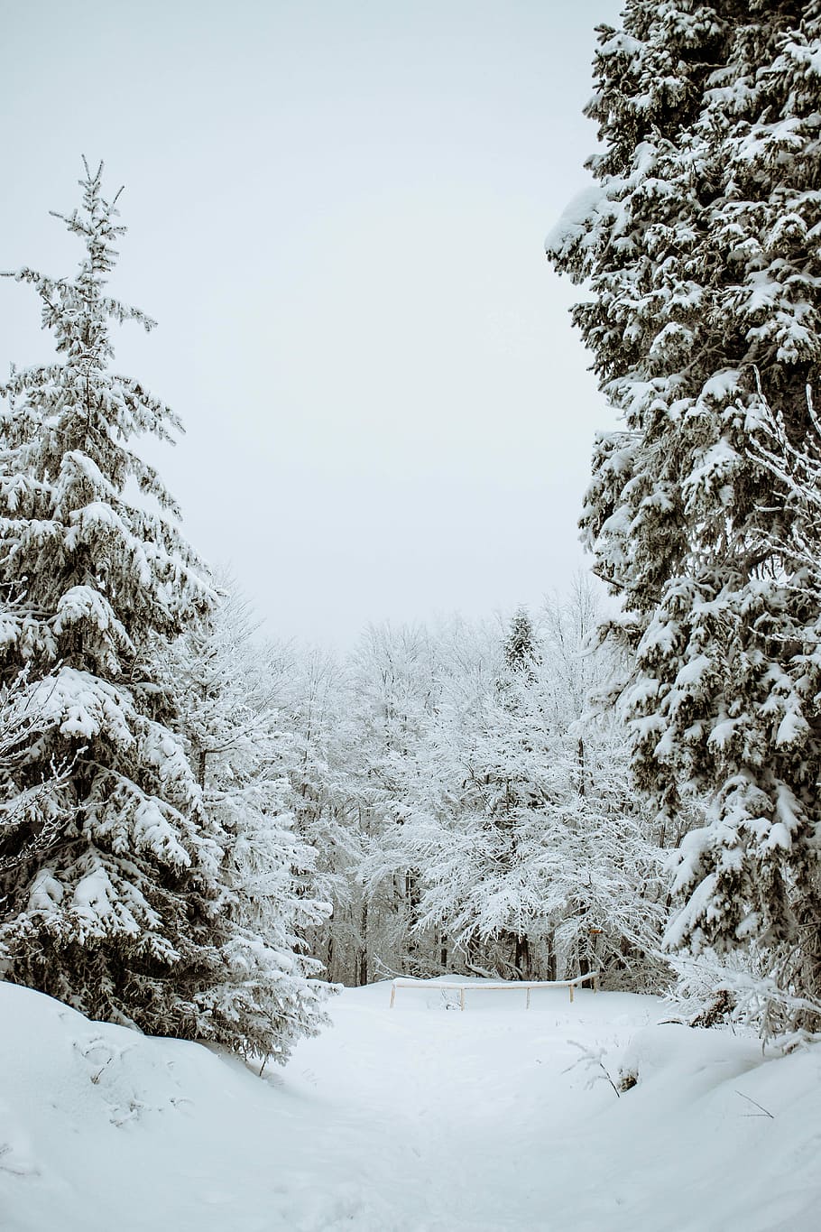 snow covered field and trees, pine tree covered with snow, winter HD wallpaper