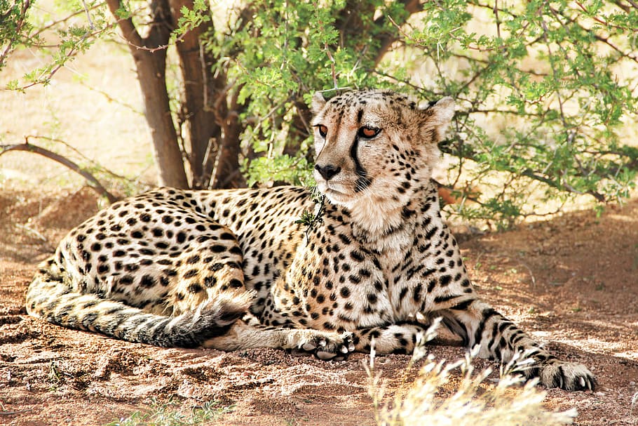 resting brown and black cheetah under green leaf plant, africa HD wallpaper