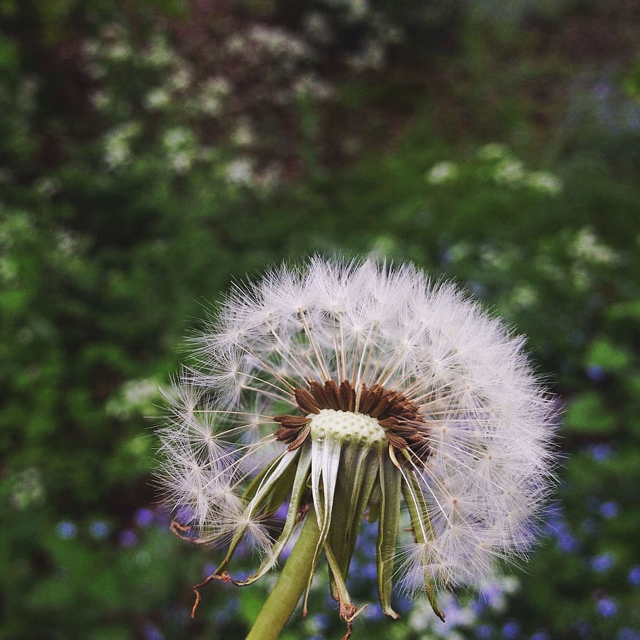 Dandelion, Green, Spring, Nature, Flower, fresh, summer, grass HD wallpaper
