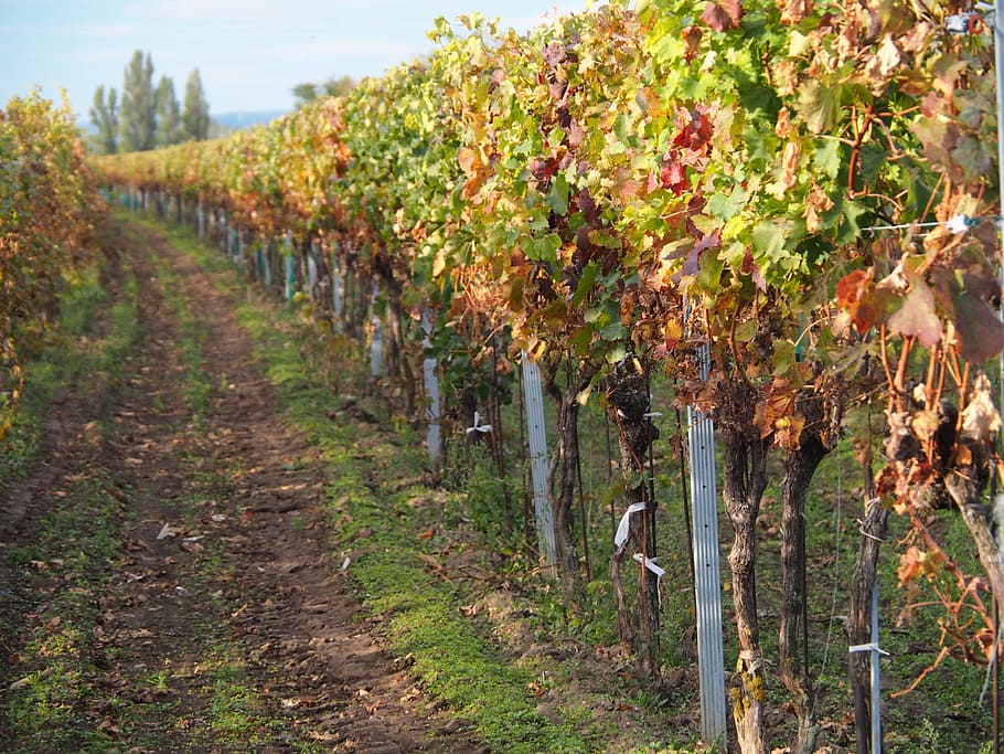 vines, winegrowing, grapes, plant, vines stock, green, ranke HD wallpaper