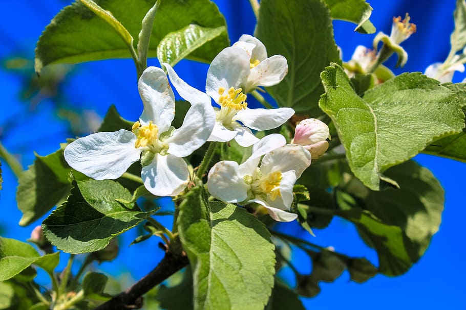 apple blossom, march, bud, flowering plant, plant part, freshness HD wallpaper