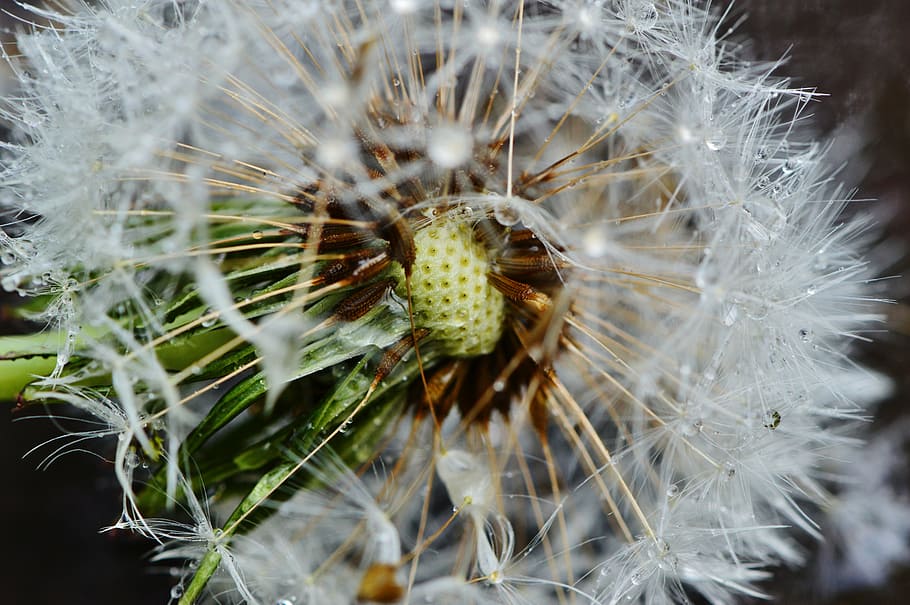 dandelion, plant, rain, drip, wet, nature, flower, close, pointed flower HD wallpaper