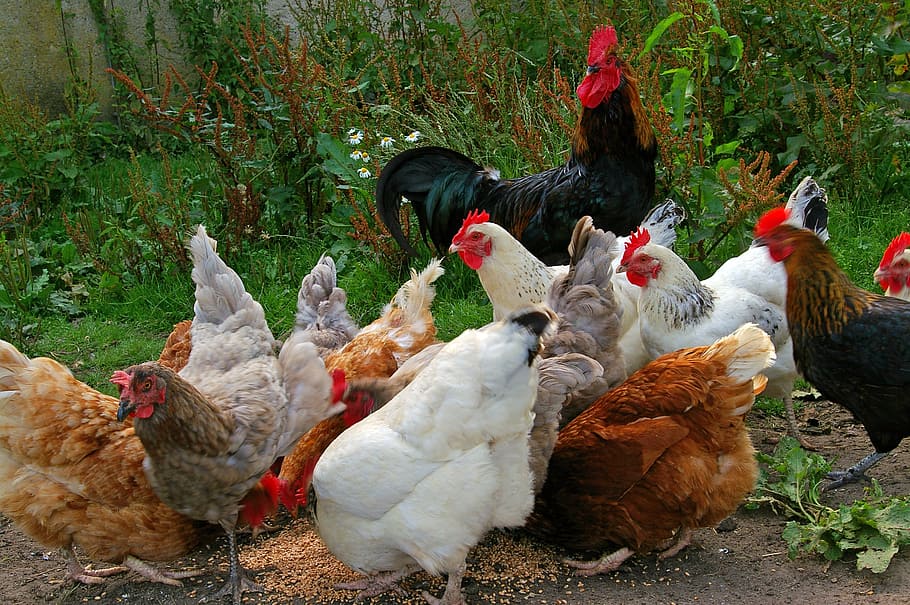brood of chickens eating seeds, chicken run, farm, feeding, grains