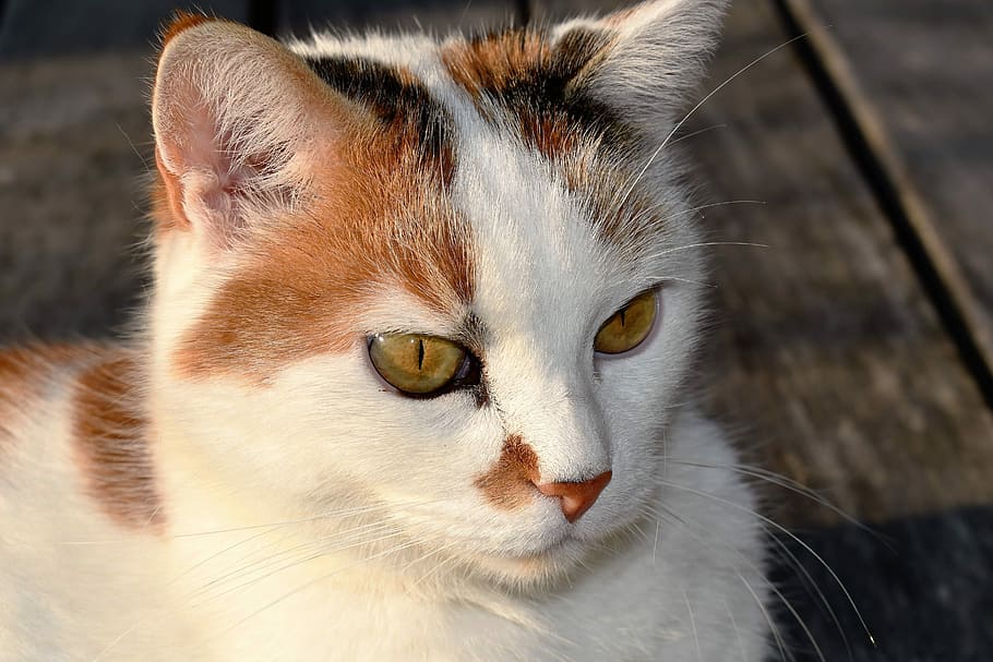 White, Animal, Pet, Cat'S Eye, close, domestic cat, feline HD wallpaper
