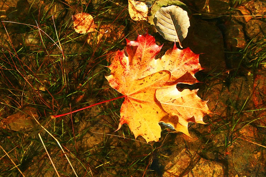 close, fall leaves, maple leaf, autumn, plant part, change HD wallpaper